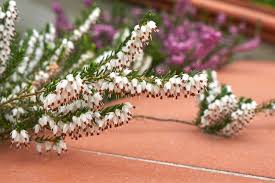 The best pots for aloe plants provide just enough room for growth, a pleasing look, and a material that's strong enough to last for years. 12 Best Winter Plants For Pots Jay Scotts Collection