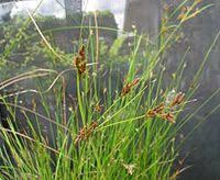 Image result for Fimbristylis scabrida