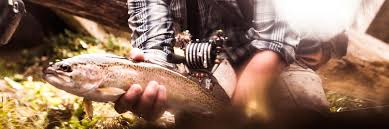 Fishing Forecast And Stream Conditions Davidson River