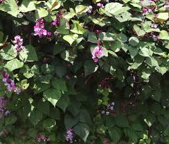 Image result for Lablab purpureus