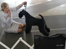 Kerry Blue Terrier Club of Texas