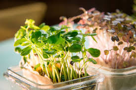 Kuchen schoko kokoskuchen a la gudrun. Basisch Vegane Ernahrung Basisch Vegan Kochen Biochi