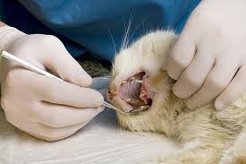 The cat teeth cleaning plays an important part in maintaining the cat's teeth. Dental Abscess In Cats Symptoms Causes Diagnosis Treatment Recovery Management Cost
