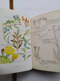 Image result for Coleotrype natalensis