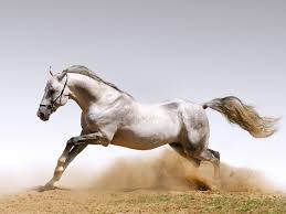 59598 animal hd wallpapers and background images. Black Running Horse Wallpaper Hd