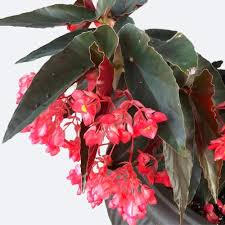 Image result for Begonia pulcherrima