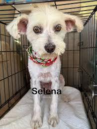 Reunion for Sunshine Acres and nearby schools in South Whittier, California