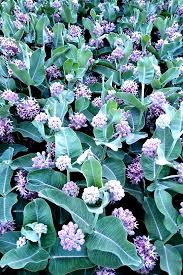 Native Flowers For Native Pollinators Northern California Regional Report Finegardening California Plants California Flowers Annual Plants