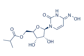 Indian researchers plan to apply to the drug regulator to conduct human trials with the drug. Molnupiravir Eidd 2801 99 Hplc Selleck Sars Cov Inhibitor