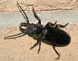 Palo verde beetles in arizona. Arizona Beetles Bugs Birds And More Does The Palo Verde Rootborer Really Kill Palo Verde Trees
