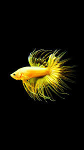 Bettas can breathe from their labyrinth organ which enables the fish to breathe from the surface. Gold Crowntail Betta Fish 720x1280 Wallpaper Teahub Io