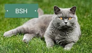 Ciri kucing british shorthair kucing berukuran sedang dan bulu halus. D Zara Pet Shop Sama Tapi Tak Serupa Kucing Anda Yang Facebook