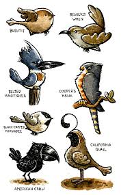 Birds Of The Pacific Northwest Zack Rock North West Backyard Birds Pacific Northwest