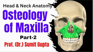 Image result for Maxillary Bone