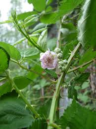Zwar gilt der strauch der brombeere (rubus fruticosus) als robust und unkompliziert, dennoch armenische brombeere (rubus armeniacus): Armenische Brombeere Umweltberatung Luzern