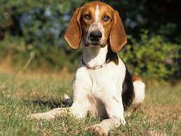L'anglo français de petite vènerie est utilisé dans deux types de chasse : Anglo Francais De Petite Venerie Caractere Prix Alimentation Sante Fiche Race Chien