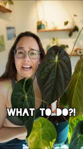 What would you do with this Anthurium black jack? I'm torn! If you're  wondering why the seeds didn't germinate