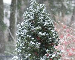 Watch this video and find out some of the most common reasons why your holly berries don't have fruit. How To Grow Holly Bushes Garden Design