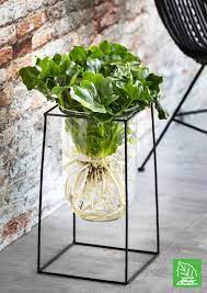 philodendron atom kamerplanten philodendron planten