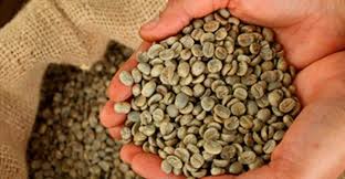 Exportaciones de café peruano mantuvieron crecimiento en septiembre