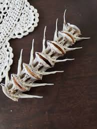 Real Fish Bones Real Fish Vertebrae Specimen Weird Oddity Carp Back Bones Big Fish Bones In 2020 Fish Bone Handmade Bones