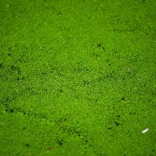 Image result for Wolffia arrhiza