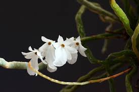 Image result for Microcoelia koehleri