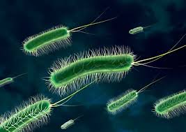 Image result for Clostridium