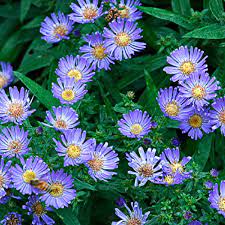#purple heart plant #plantblr #flowers #flora #zone 9 #houseplants #apartment living #apartment gardener #purple #balcony #container gardening. 9 Best Summer Flowers Sunset Magazine