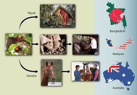Learn about nipah virus infection (niv), a zoonotic disease that pigs and fruit bats can transmit to humans. Containing The Contagion Treating The Virus That Inspired The Film Science Translational Medicine