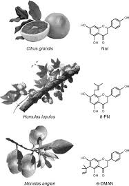 Image result for Monotes engleri