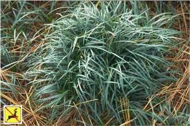 Image result for Ophiopogon