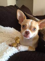 Chihuahua Sobaki Chihuahua Chihuahua Sobachki