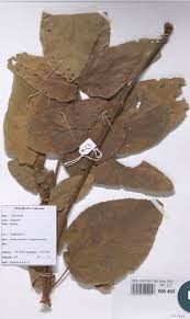 Image result for Eminia antennulifera