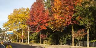 Climatologia e histórico de previsão do tempo em gramado, br. Guia Completo Sobre Gramado Tudo Que Voce Precisa Saber
