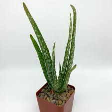 Image result for Aloe veseyi