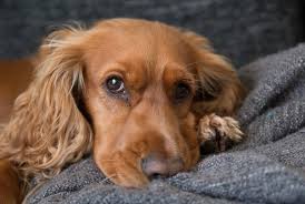 Everethyng about cocker spaniel cross labrador : Golden Cocker Retriever An Ultimate Golden Retriever Cocker Spaniel Mix Guide All Things Dogs All Things Dogs