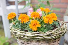 It consists of small particles of minerals with traces of several metal components. Marigolds Tagetes Types How To Grow And Care For Beginners Florgeous