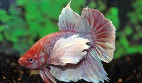 Pez Betta Dumbo Caracteristicas Y Configuracion Del Acuario