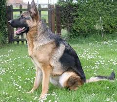 Pin On German Shepherd Dogs