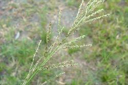 Image result for Sporobolus natalensis