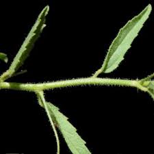 Image result for Hermannia kirkii