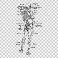 Vintage human anatomy print brain spine | zazzle.com. Clip Art Art Collectibles Human Spine Hand Drawn Anatomy Digital Bone Transfer Clip Art Vintage Illustration Printable Drawing By Skeleton Download