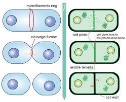 Animal cell division is the production of daughter animal cells from a mother cell. 7 3 Mitotic Phase Mitosis And Cytokinesis Biology Libretexts