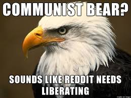 Murica Bald Eagle Bald Eagle Pictures Eagle Pictures