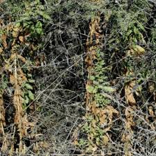 Image result for Laggera gracilis