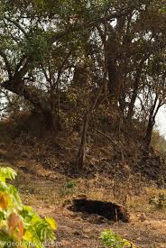 Image result for Marquesia macroura