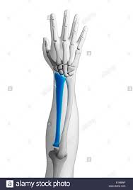 Die speiche ist daumenseitig gelegen, bei säugetieren kräftiger als die elle, der sie dort gegenüberliegt. Menschlicher Arm Knochen Radius Computer Artwork Stockfotografie Alamy