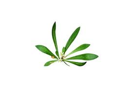 Image result for Hypertelis cerviana