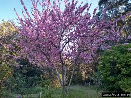Jpg free download this 3d objects and put it into your scene, use it to add landscape elements in garden landscaping. Buy Flowering Peach Tree Low Chill Prunus Spp